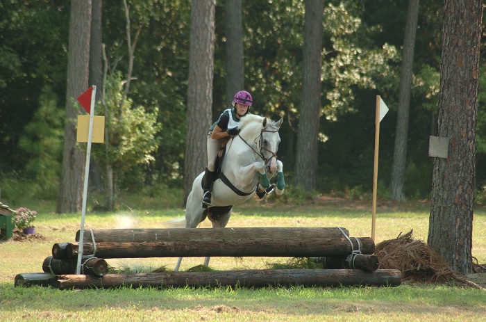 Welsh/Paint pony for sale NC: Grand Duchess