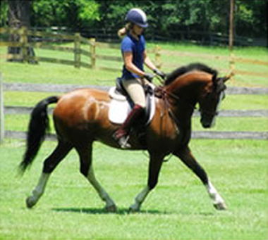 horses for sale NC: KWPN gelding Zandro